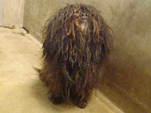 wookiebefore